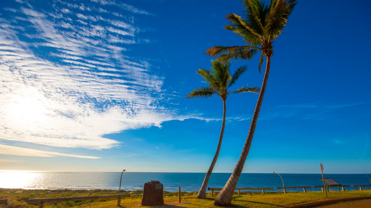 palm trees on a beach